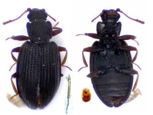 Latridius consimilis